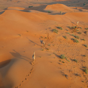 Photo from Rising Sun Hot Air Balloon Ride in Ras Al Khaimah in RAK: Gallery Photo 3j5pdw