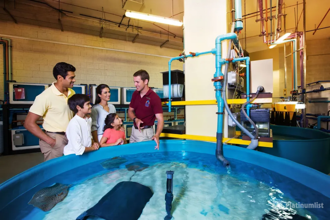 Lost World General Admission + Interactive Trident + Behind the scenes tour in Dubai: Gallery Photo n0v4bv Lost World General Admission + Interactive Trident + Behind the scenes tour in Dubai: Gallery Photo n0v4bv