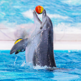 Photo from Qasr Al Watan + Dolphin & Seal Show - Combo in Abu Dhabi: Gallery Photo 3e7v2b