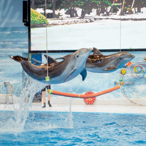 Dolphin & Seal Show + Global Village  - Combo in Dubai: Gallery Photo 3qekr6