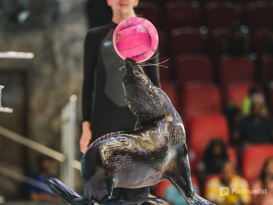 35yg2m استديو الصور :دبي في كومبو: عرض الدلافين والفقمة + القرية العالمية