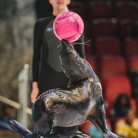 Dolphin & Seal Show + Global Village  - Combo in Dubai: Gallery Photo 35yg2m