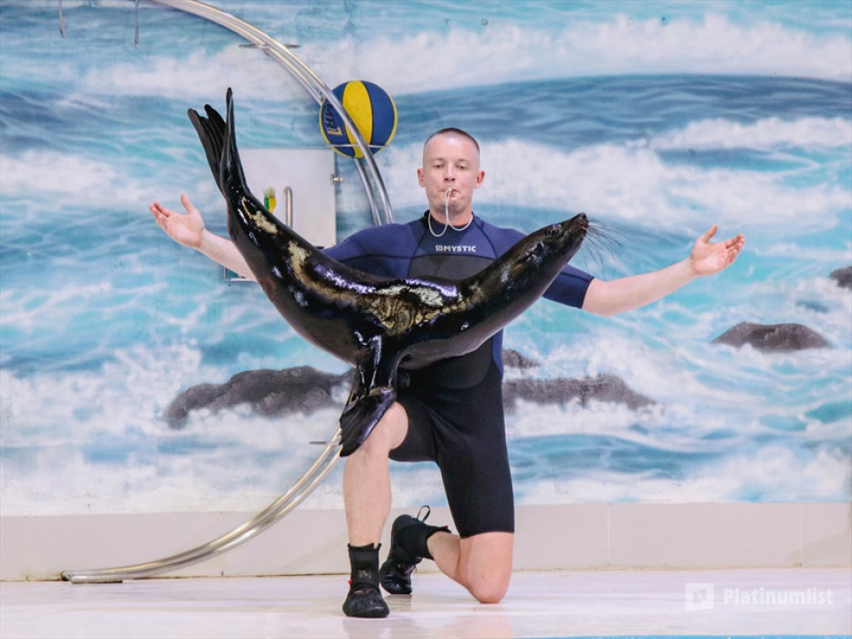 Dolphin & Seal Show + The View at The Palm Non Prime  - Combo in Dubai : Galerie de photos 3bjb9j