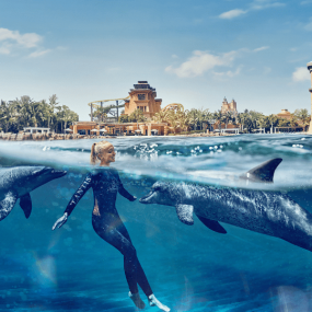 Dolphin Bay Experiences at Atlantis The Palm in Dubai: Gallery Photo 35y854