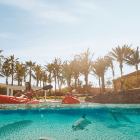 Dolphin Bay Experiences at Atlantis The Palm in Dubai: Gallery Photo n159xj