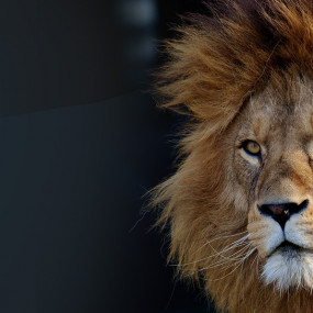 Miracle Garden + Emirates Park Zoo - Combo in Dubai : Galerie de photos 3rw4ov Miracle Garden + Emirates Park Zoo - Combo in Dubai : Galerie de photos 3rw4ov