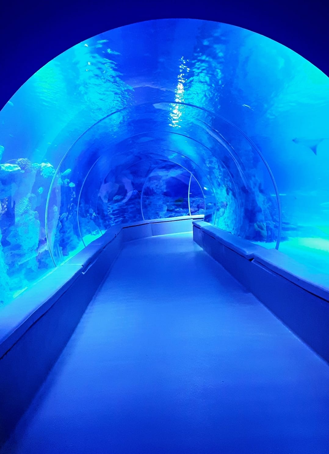 Photo from Istanbul Emaar Aquarium in Istanbul: Gallery Photo n0v9op