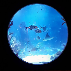 Istanbul Emaar Aquarium in Istanbul: Gallery Photo zv6rmq