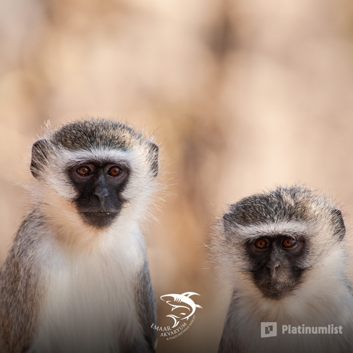 Istanbul Emaar Aquarium in Istanbul: Gallery Photo 3pj7ye