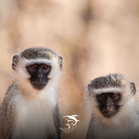 Istanbul Emaar Aquarium in Istanbul: Gallery Photo 3pj7ye