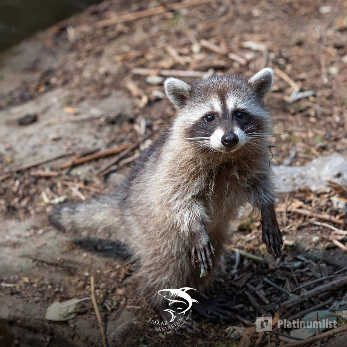 Istanbul Emaar Aquarium in Istanbul: Gallery Photo zg47w4