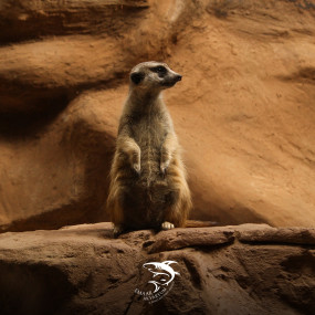 Photo from Istanbul Emaar Aquarium in Istanbul: Gallery Photo zod7q4