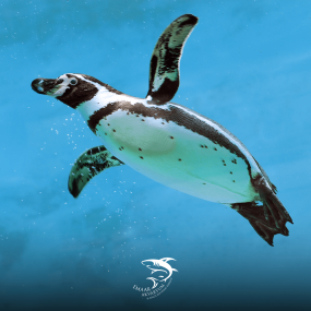 Photo from Istanbul Emaar Aquarium in Istanbul: Gallery Photo 3j57pr