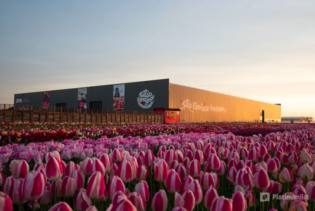 Tulip Experience Amsterdam: Entry Ticket in Amsterdam: Gallery Photo n1591b