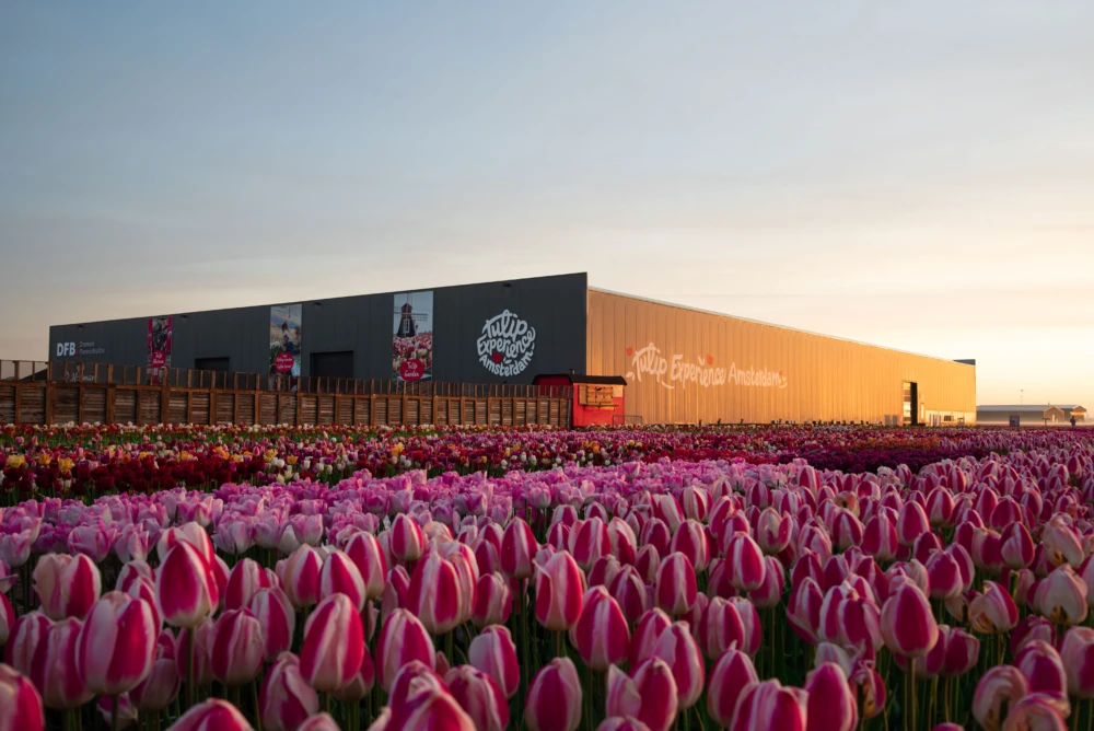 Photo from Tulip Experience Amsterdam: Entry Ticket in أمستردام: Gallery Photo n1591b