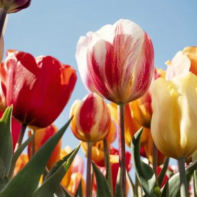 Photo from Tulip Experience Amsterdam: Entry Ticket in أمستردام: Gallery Photo zw62re