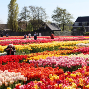 Photo from Tulip Experience Amsterdam: Entry Ticket in أمستردام: Gallery Photo n0v94p