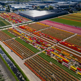 Photo from Tulip Experience Amsterdam: Entry Ticket in أمستردام: Gallery Photo zv6rdq