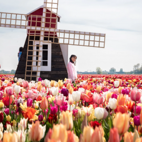 Photo from Tulip Experience Amsterdam: Entry Ticket in أمستردام: Gallery Photo 38yoo1
