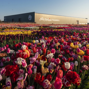 Photo from Tulip Experience Amsterdam: Entry Ticket in أمستردام: Gallery Photo zg4774