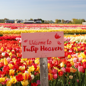 Photo from Tulip Experience Amsterdam: Entry Ticket in أمستردام: Gallery Photo 3j577r
