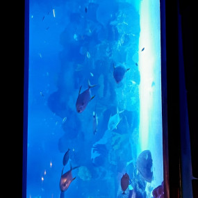 Photo from Istanbul Aquarium + Sky View + Sky Walk - Combo in Istanbul: Gallery Photo n26944