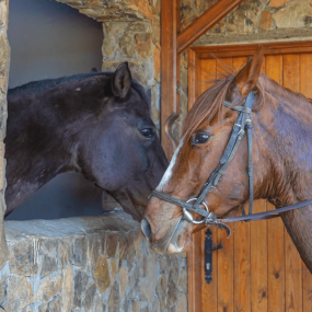 zm0728 استديو الصور :الدار البيضاء في منتجع العافية بنسليمان