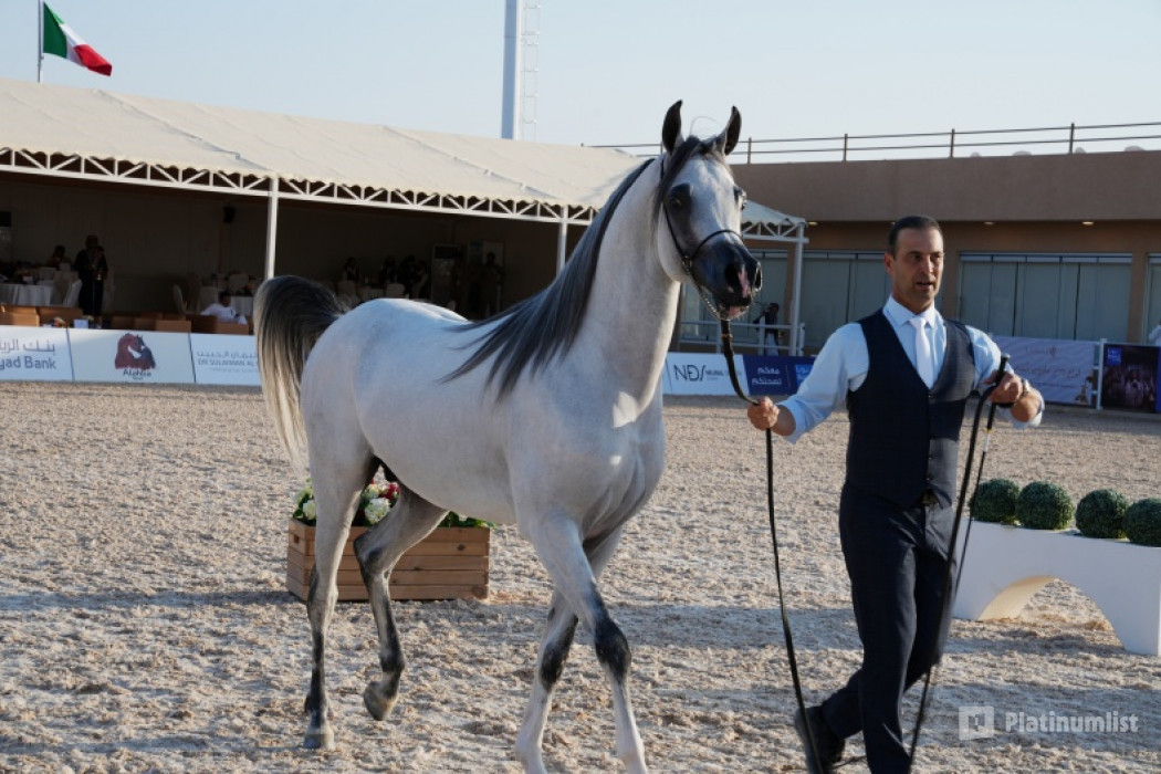 The Arabian Horse Show for Local Breeders in Riyadh in Riyadh : Galerie de photos zv6rq0