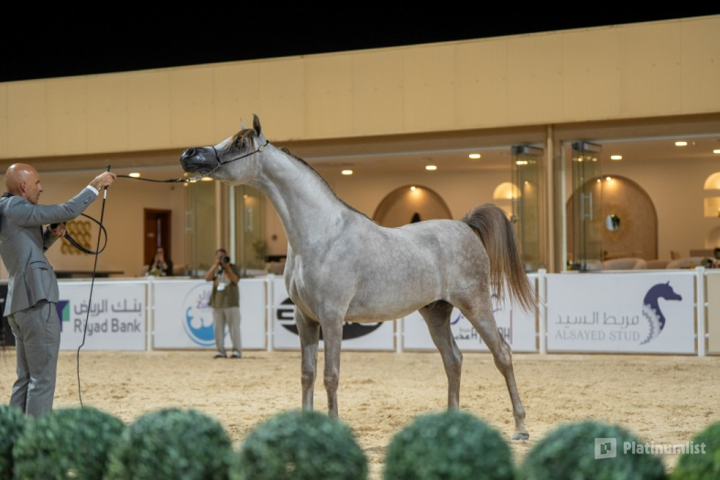 The Arabian Horse Show for Local Breeders in Riyadh in Riyadh : Galerie de photos 38yom9