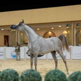 The Arabian Horse Show for Local Breeders in Riyadh in Riyadh : Galerie de photos 38yom9 The Arabian Horse Show for Local Breeders in Riyadh in Riyadh : Galerie de photos 38yom9