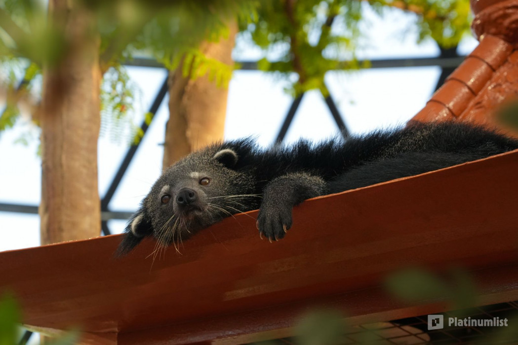 The Butterfly Garden in Abu Dhabi: Gallery Photo zg4v51 The Butterfly Garden in Abu Dhabi: Gallery Photo zg4v51