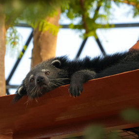 The Butterfly Garden in Abu Dhabi: Gallery Photo zg4v51
