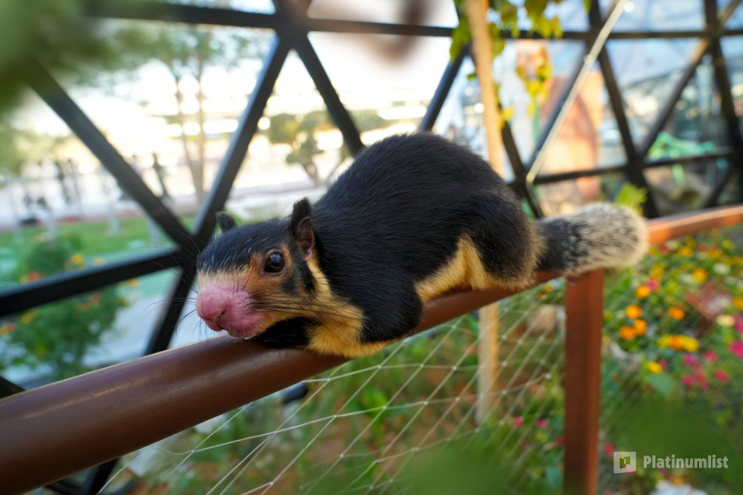 The Butterfly Garden in Abu Dhabi: Gallery Photo zodbre The Butterfly Garden in Abu Dhabi: Gallery Photo zodbre