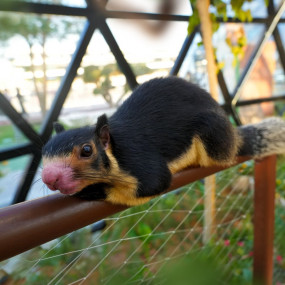 The Butterfly Garden in Abu Dhabi: Gallery Photo zodbre