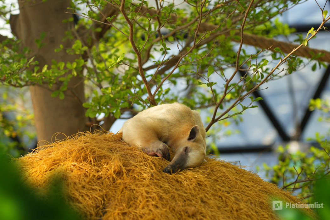 The Butterfly Garden in Abu Dhabi: Gallery Photo 3j51bw The Butterfly Garden in Abu Dhabi: Gallery Photo 3j51bw