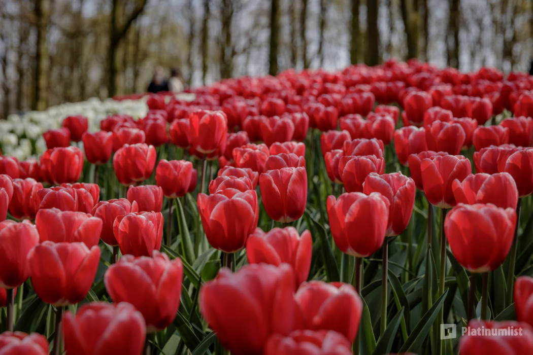 Keukenhof: Entry Ticket in Amsterdam: Gallery Photo 3yo04q Keukenhof: Entry Ticket in Amsterdam: Gallery Photo 3yo04q