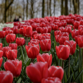 3yo04q استديو الصور :أمستردام في كيوكينهوف: تذكرة الدخول 3yo04q استديو الصور :أمستردام في كيوكينهوف: تذكرة الدخول