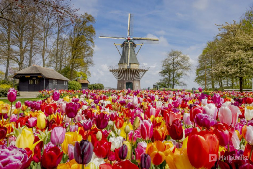Keukenhof: Entry Ticket in Amsterdam: Gallery Photo nke1b0 Keukenhof: Entry Ticket in Amsterdam: Gallery Photo nke1b0