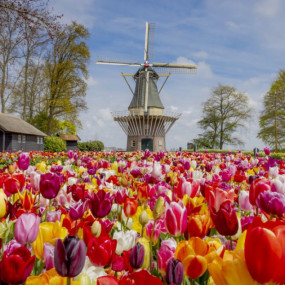 nke1b0 استديو الصور :أمستردام في كيوكينهوف: تذكرة الدخول nke1b0 استديو الصور :أمستردام في كيوكينهوف: تذكرة الدخول