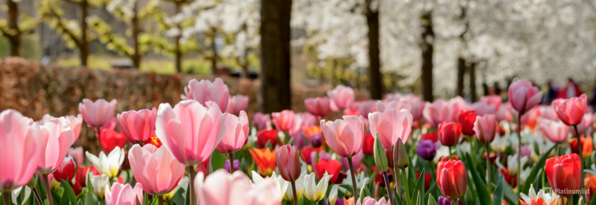 Keukenhof: Entry Ticket in Amsterdam : Galerie de photos n697kx Keukenhof: Entry Ticket in Amsterdam : Galerie de photos n697kx