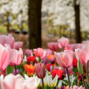 n697kx استديو الصور :أمستردام في كيوكينهوف: تذكرة الدخول n697kx استديو الصور :أمستردام في كيوكينهوف: تذكرة الدخول