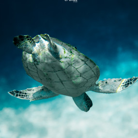 Photo from Daymaniyat Island Half Day Sharing Trip in Muscat: Gallery Photo zw60we