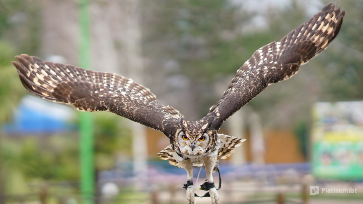 Chessington World of Adventures in London : Galerie de photos zm01dw