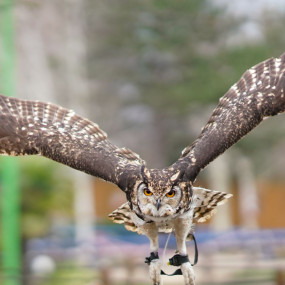 Chessington World of Adventures in London : Galerie de photos zm01dw