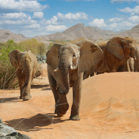n157gp استديو الصور :العين في حديقة العين للحيوانات n157gp استديو الصور :العين في حديقة العين للحيوانات