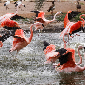 z7x7kx استديو الصور :العين في حديقة العين للحيوانات z7x7kx استديو الصور :العين في حديقة العين للحيوانات