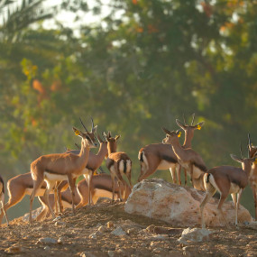 3e706w استديو الصور :العين في حديقة العين للحيوانات 3e706w استديو الصور :العين في حديقة العين للحيوانات