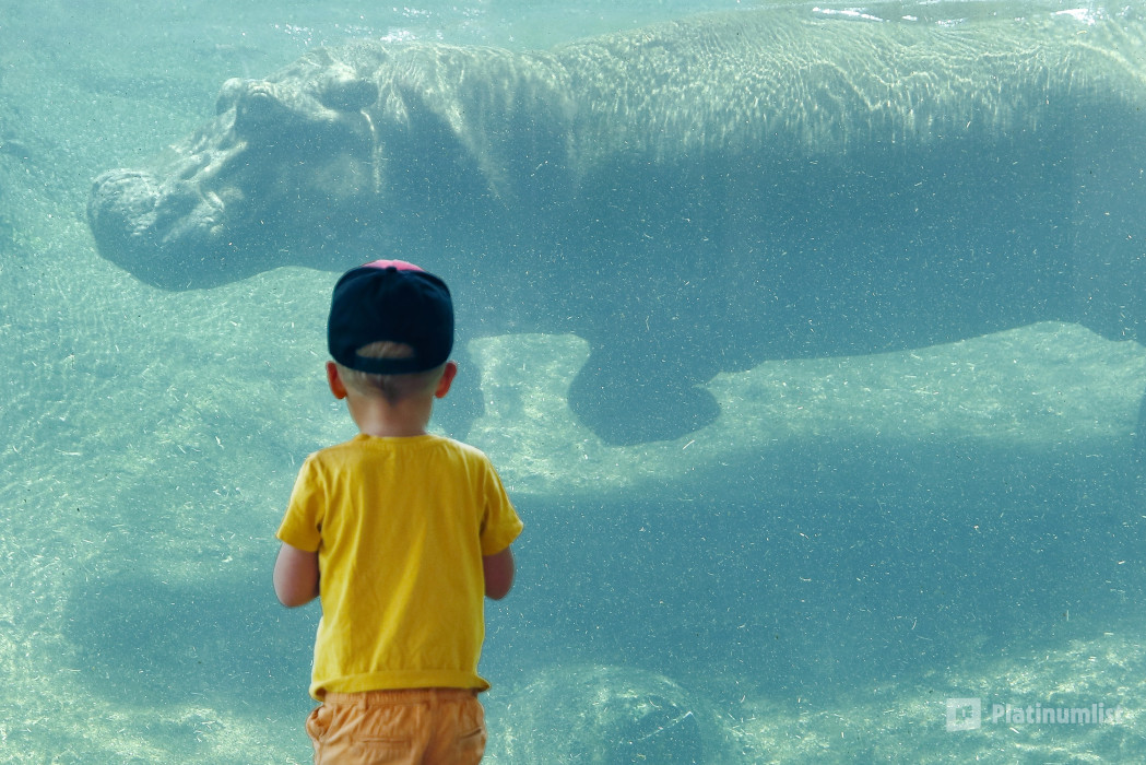 34j7xv استديو الصور :العين في حديقة العين للحيوانات