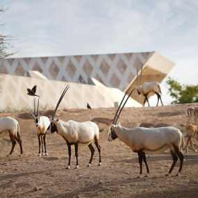 Photo from حديقة العين للحيوانات in العين: Gallery Photo 3bj0yp