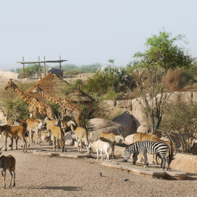 Photo from حديقة العين للحيوانات in العين: Gallery Photo zw60q4